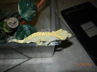 geckos for sale 008.jpg