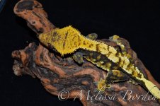 Malecrestie5-19-2.jpg
