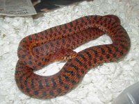 04 24 2008 Eastern erythristic high red adult female gravid.JPG