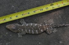 Rhacodactylus leachianus - Caanawa female2.jpg
