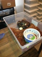 hetgstripe4eggs2slug4-8-13.jpg