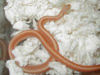 Eastern erythristic albino cb 09 q.JPG