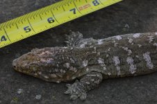 Rhacodactylus leachianus - Caanawa female.jpg