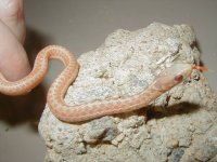 Eastern Ery albino 6 from Myrtle Beach DH x Myrtle Beach DH 4 3 VERY NICE  DH 06 30 2009.JPG