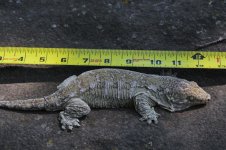 Rhacodactylus leachianus - Caanawa female3.jpg