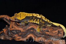 Malecrestie5-19.jpg