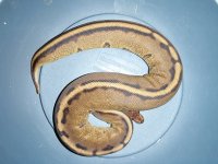 G stripe female.JPG