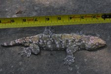 Rhacodactylus leachianus - Bayo male.jpg