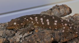 Rhacodactylus leachianus - Bayo female.jpg