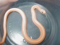 Eastern leucistic flame male 2.JPG