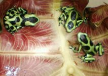green black auratus.jpg