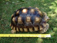 sulcatamale12inch.JPG