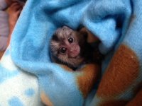 marmoset1.jpg