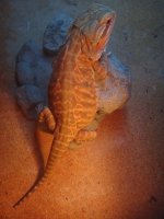 DSC01225.jpg