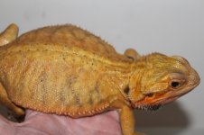 IMG_7034.jpg
