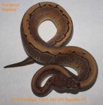 Pinstripe 100% Het VPI Axanthic F3 3 3 13 156g 024tf - Copy.jpg