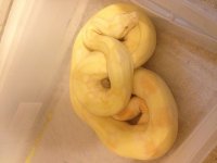 albino.jpg