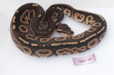 Cinny M 5.jpg