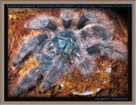 A.metallica(f)7inPM1.jpg