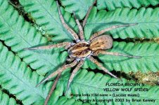 H.lenta(f)1bk.jpg