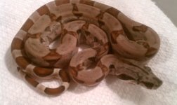 hypo poss jungle poss het.jpg