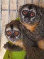 owlpair1.jpg