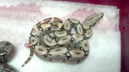 junglesquaretail4.jpg