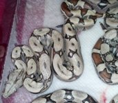junglesquaretail 2.jpg