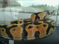 994909_10151634930063550_1614081630_n[1].jpg