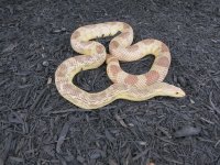 IMG_0975.jpg