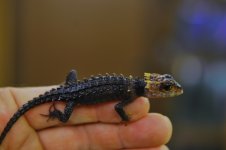 Crocodile skink juvenile.jpg