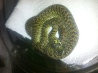 male granite 1.jpeg