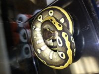 harlequin mojave 1.jpeg