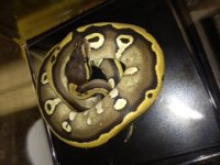 harlequin mojave 2.jpeg