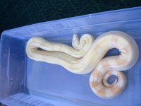albino1.jpeg