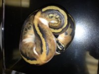male pied 1.jpeg