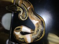 male pied 2.jpeg