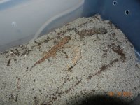 geckos for sale 016.jpg