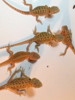 1 Group Dunner Pic.jpg