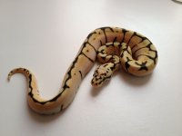 bee hatchling.jpg