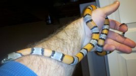 Gray Banded King 1305.jpg