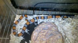 Gray Banded King 2 1305.jpg