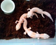 fattail trio..jpg