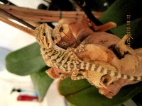 david 11 on wood.jpg david 11 on wood.jpg