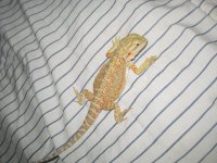 orangesanfireyello1 007.jpg