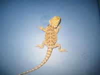 orangesanfireyello2.jpg