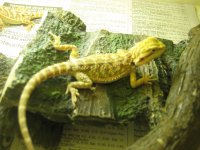orangesanfireyello2 003.jpg