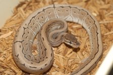Axanthic Pinstripe Ball Python  200f.jpg