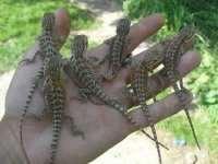 reptiles 137.jpg