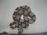 babyboas6-10 001.jpg